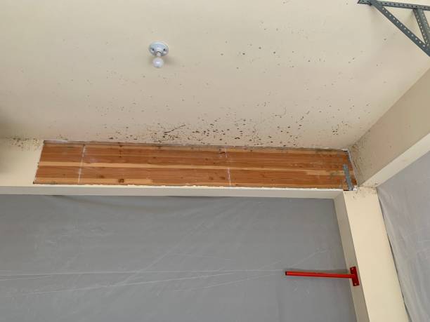 Mold Remediation for Rental Properties in Jersey Shore, PA