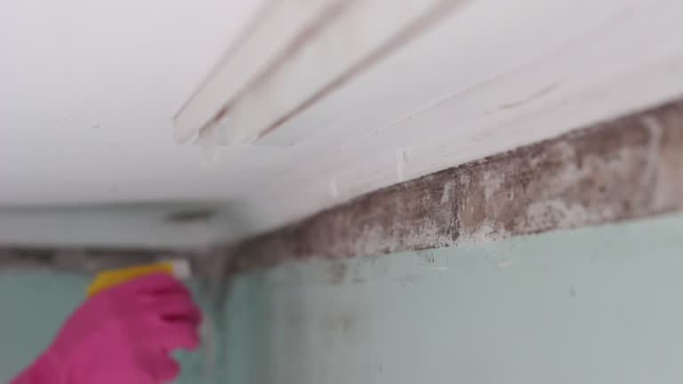 Jersey Shore, PA Mold Removal Company